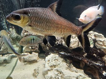 Parmička žraločí - 12