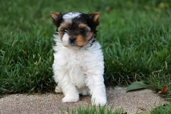 Biewer terriér- jorkšírský - fenka - 12