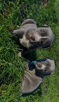 Americký staford modrý - štěňátka - 12