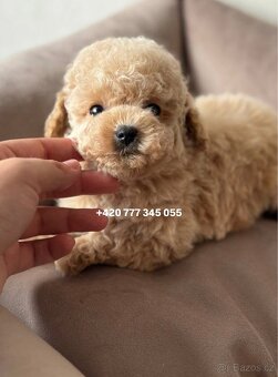 Maltipoo, fenka Murka 1000€‼️ - 12