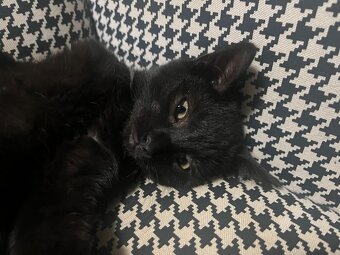 Černý kocour - 4 měsíce - 12