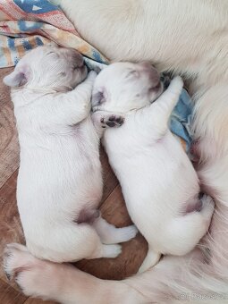 štěňátka zlatého retrívra, zlatý retriever, zlatý retrívr - 12