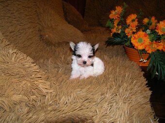 Štěňátka Biewer Yorkshire Terrier - 2 fenečky - 12