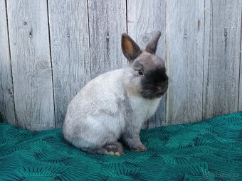 Zakrslý siamský žlutý s rodokmenem - 12