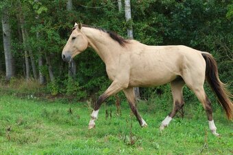 Prodám 4-letého hřebce KK, - 12