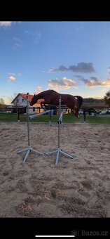 Valach 15 let do agroturistiky nebo jako hobby kůň - 12