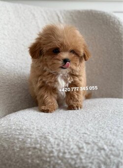Maltipoo F1 Caramel | Lina - 12