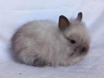 Zakrslí teddy , beránci a bílopesíkatí králíčci s rodokmenem - 12