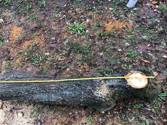 Prodám kmen třešně - vhodné pro řezbáře nebo stolaře - 12