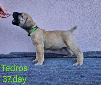 Boerboel - štěňata s PP (FCI) - 12