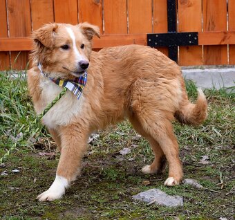 GOLDY K ADOPCI - HRAVÉ, POSEDNÉ, MILÉ ŠTĚNĚ - - 12