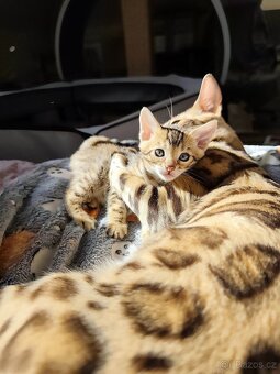 Bengálská kočička s PP - 12