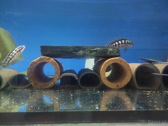 TLAMOVCI TANGANIKA MALAWI - 12