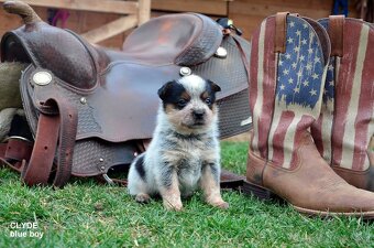 Austrálsky honacky  pes ACD CATTLE DOG - 12