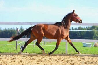 ____Klisna český teplokrevník___ - 12