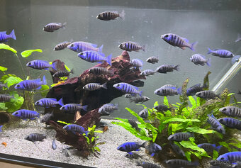Malawi tlamovci- Placidochromis phenochilus tanzania Lupingu - 12