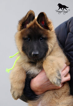 Belgický ovčák Tervueren s PP - štěňátka k odběru - kluci - 12