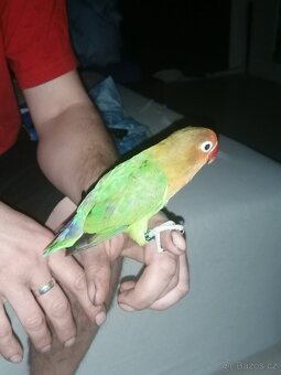 Agapornis fischeri - 12