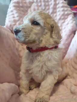 Pudl velký bílý - 12