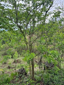 Prodám lesní pozemky v k.ú. Bukovina u Čisté. - 12