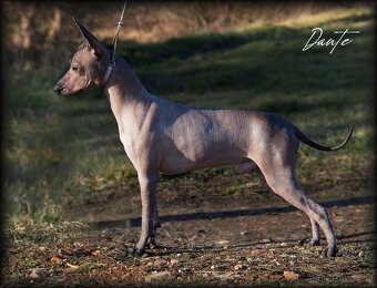 Mexický naháč miniatúrny- mini xolo s PP - 12