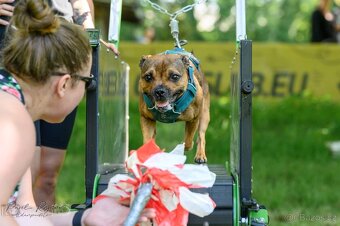 Stafordšírský bulteriér s PP - 12