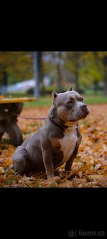 American Bully Standard - 12