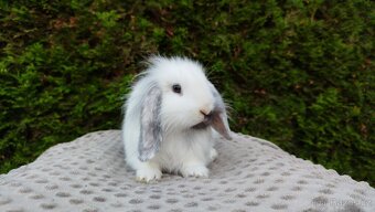 Zakrslý beránek, králíček, králík - MINDY - 12