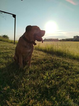 Cane Corso - 12