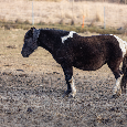 Huculský hřebec, Hucul, malý kůň, pony, tobiano - 12