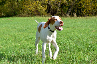 Pejsek a fenka_pointer_štěňátka_CHS z Mešinské hájovny - 12