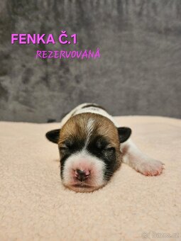JACK RUSSELL -  K REZERVACI - 12