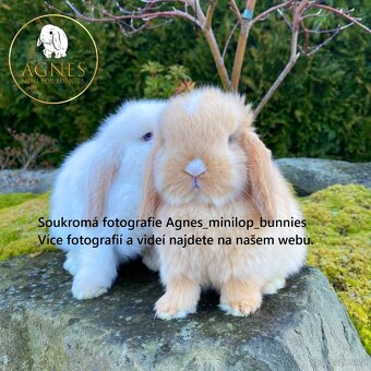 Minilop zakrslý králík doprava po celé ČR - 12