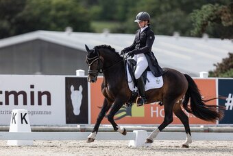 Připouštění plemenným hřebcem Welsh cob D - 12