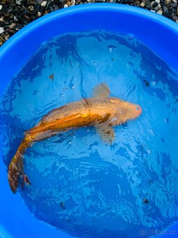 Koi kapr,karas, amur - 12