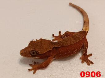 Pagekon řásnatý  Samci a Samice - 12