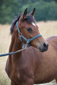 Klisna 2,5 let prodej PP arab - 12