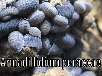 Isopody, stínky - 12