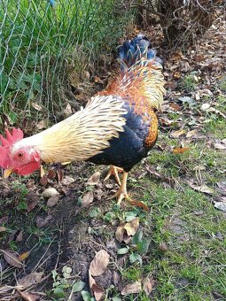 Prodám kohouta - 12