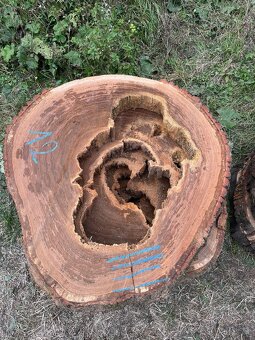 Dubové koláče - 12