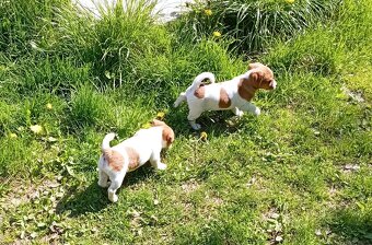 Jack russell terier krásný hnědobílý pejsek - 12