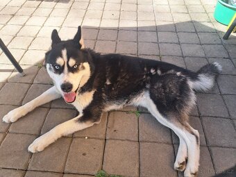 Sibiřský husky - 12