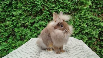 Zakrslýnkrálíček, králík -(lvíček)-NATANIEL - 12