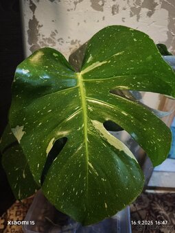 Řízky rostlin - 12