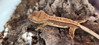 Pagekon řasnatý mláďata Correlophus ciliatus - 12