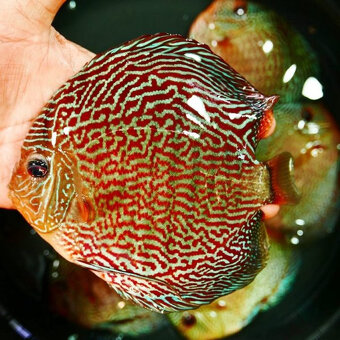 Prodej terčovců, L-sumců, skalár, rejnoků a jiných ryb - 12