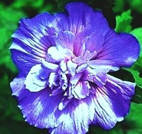 Ibišek Syrský keřový 12 barev - druhů - 12