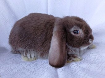 Zakrslí beránci a bílopesíkatí králíčci s rodokmenem - 12