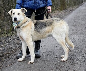 ŽIŽI K ADOPCI - 2 ROKY, ODDANÝ, BYSTRÝ, UČENLIVÝ - 12