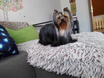 Dobby hledá lásku na celý život (jork, york, PP FCI) - 12